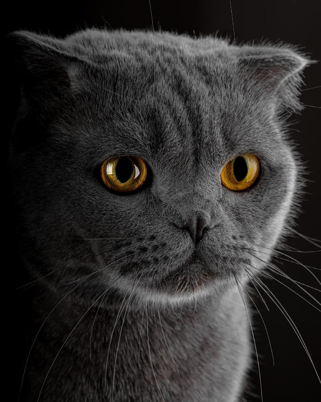 Fine art portrait of a pet with dark backdrop